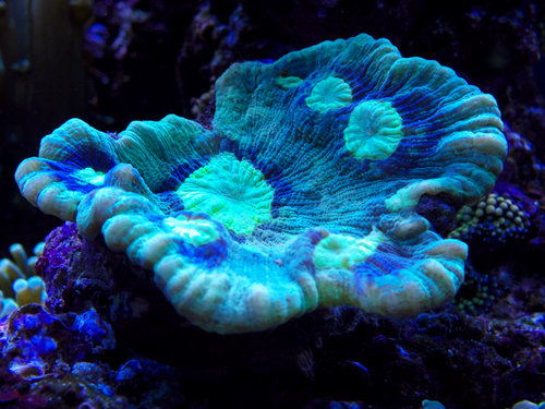 DSCF9658.jpg