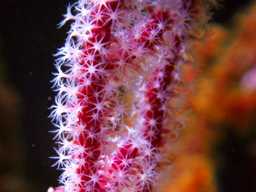 DSCF9661.jpg