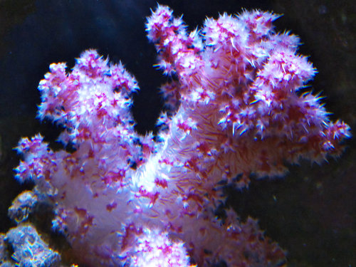 DSCF9685.jpg