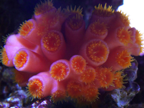 DSCF9686.jpg