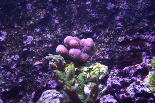 stylophora sp lilla.JPG