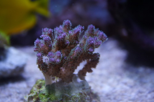 pociliopora sp lilla.JPG