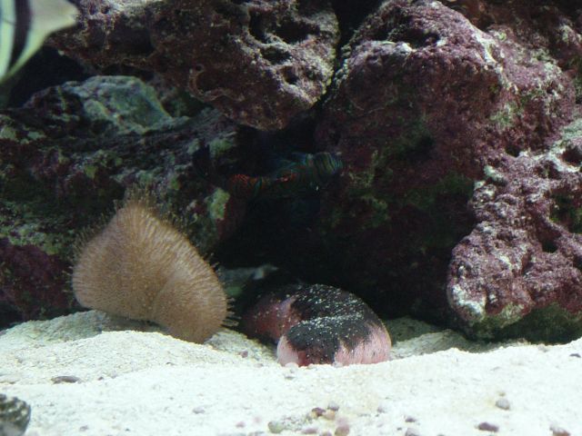 Holothuria edulis