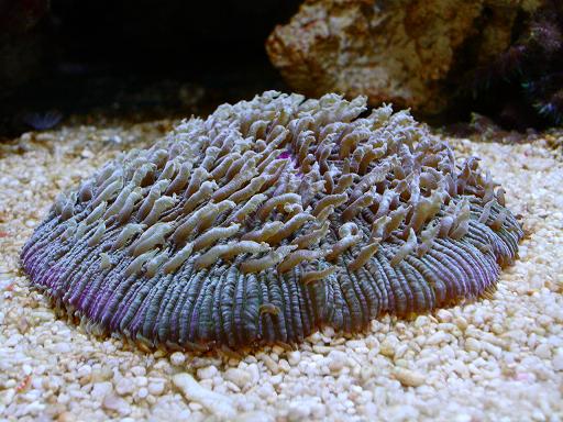fungiaen.JPG