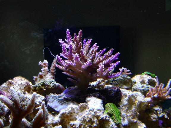 acropora.JPG