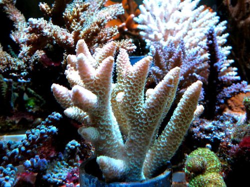 Acropora spec.