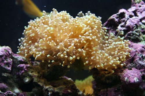 frogsp sep 2014.JPG
