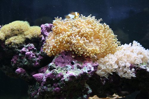 frogsp xenia sep 2014.JPG