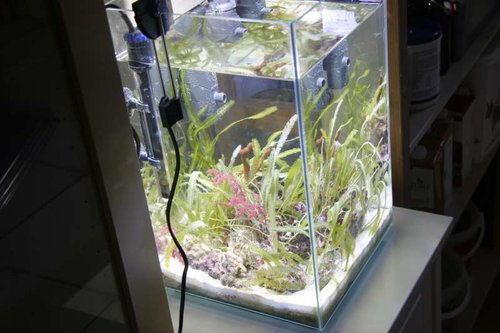 akvarium 2.JPG