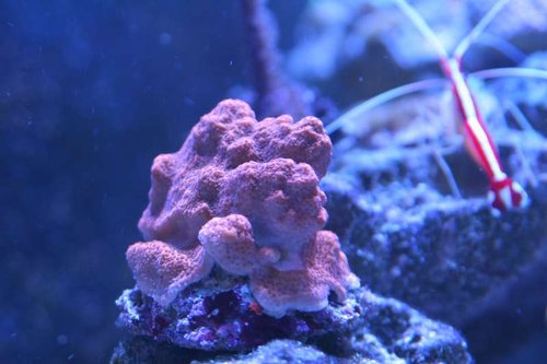 Montipora.JPG