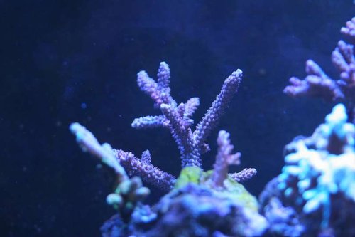 Acropora.JPG