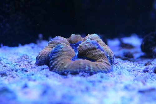 Lobophylia.JPG