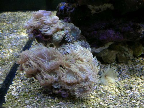 Duncanopsammia axifuga