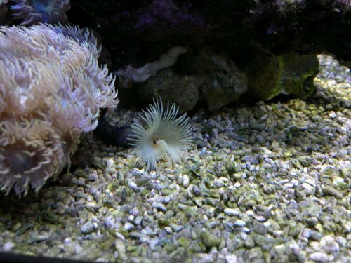 Sabellastarte yellow