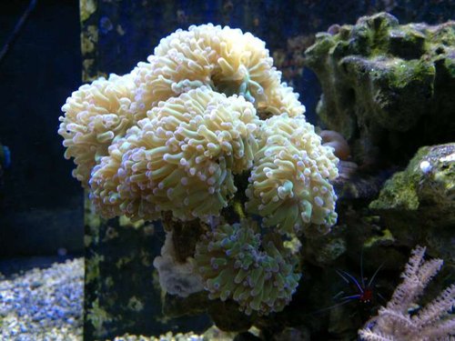Euphyllia paraancora
