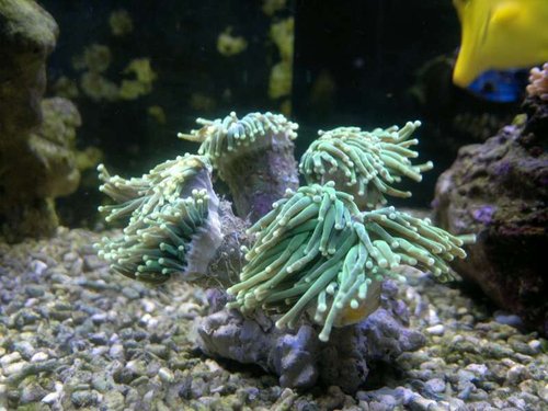 Euphyllia glabrescens