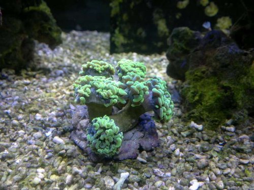 Euphyllia paraancora (green)