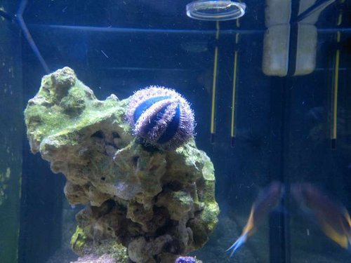 Mespilia globulus 2