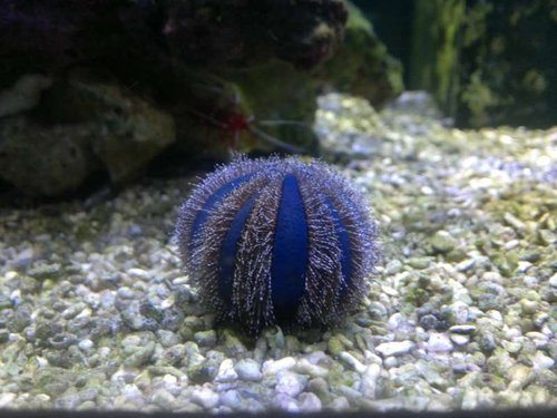 Mespilia globulus 1