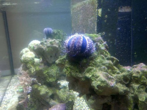 Mespilia globulus 2