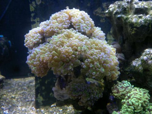Euphyllia paraancora