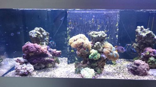 FTS