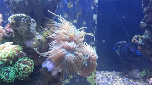 Euphyllia glabrescens