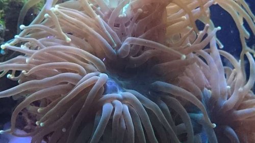 Makrobillede af Euphyllia glabrescens