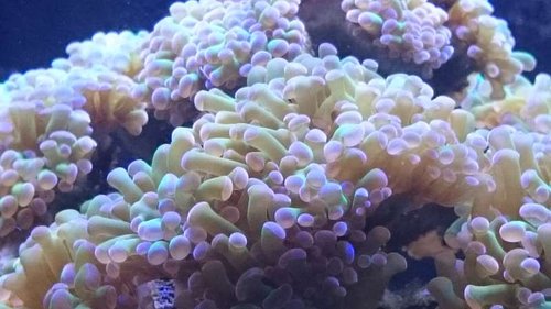Makrobillede af Euphyllia paraancora