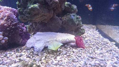 Sabellastarte yellow og Sabellastarte magnifica