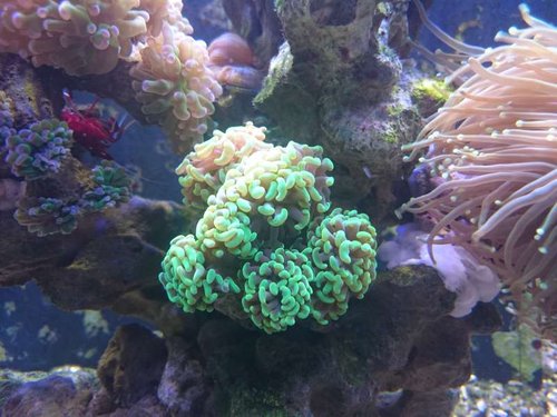 Euphyllia paraancora (green)