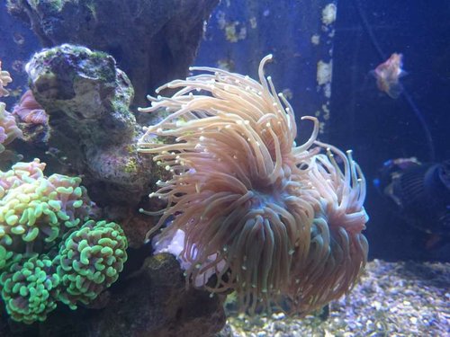 Euphyllia glabrescens