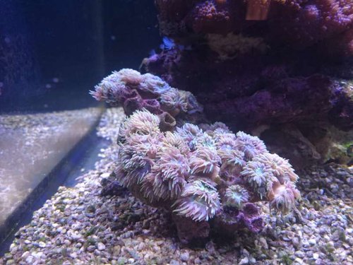 Duncanopsammia axifuga