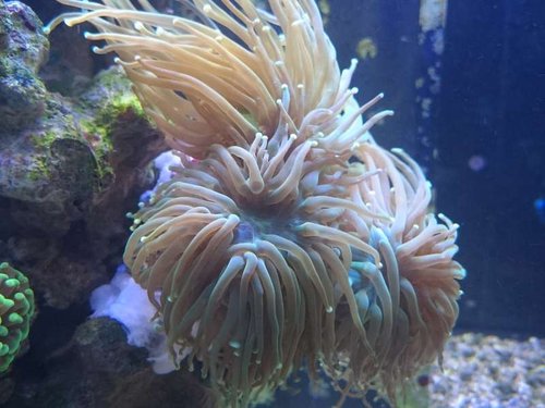 Nærbillede af Euphyllia glabrescens