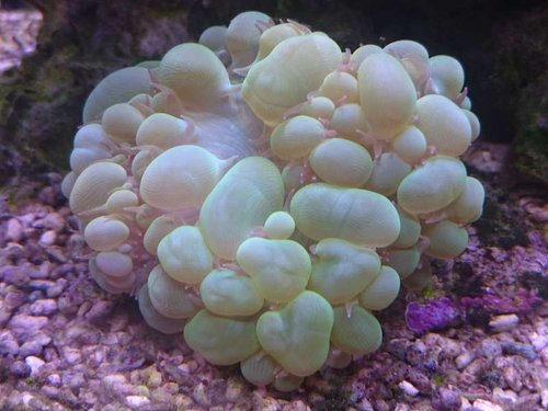 Nærbillede af Plerogyra sinuosa