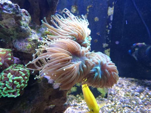 Euphyllia glabrescens