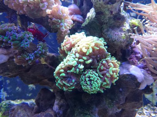 Euphyllia paraancora (green)