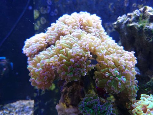 Euphyllia paraancora