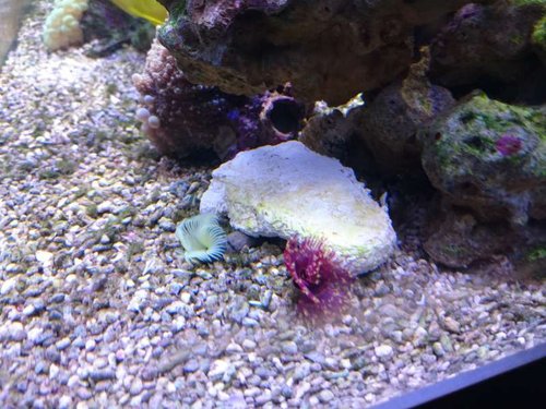 Sabellastarte yellow og Sabellastarte magnifica