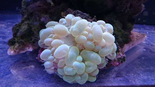 Plerogyra sinuosa