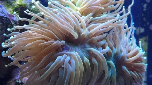 Makrobillede af Euphyllia glabrescens