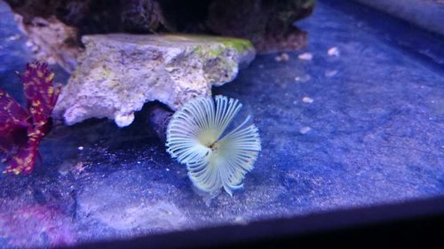 Sabellastarte yellow