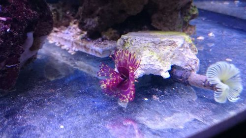 Sabellastarte magnifica