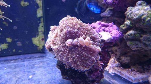 Nærbillede af skiveanemone