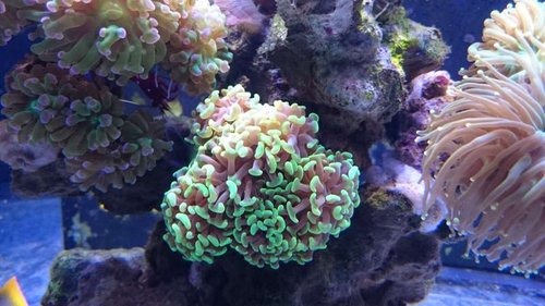 Euphyllia paraancora (green)