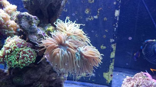 Euphyllia glabrescens 1