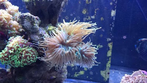 Euphyllia glabrescens 2 - taget kort tid efter