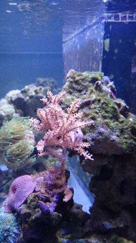 Eunicea succinea