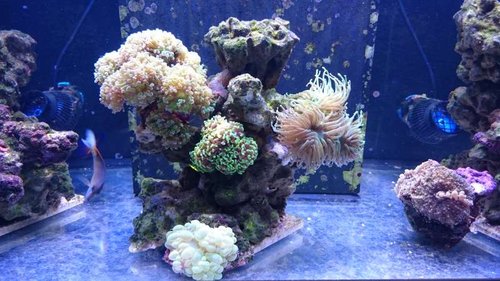 Midten og af min Euphyllia-garden