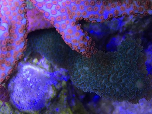 Grøn pink og rød digitata (3 frag's)